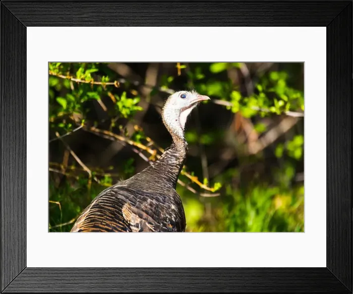 Framed Print : Wild Turkey blinking and showing it's Nictitating Membrane Framed Print : Wild Turkey blinking and showing it's Nictitating Membrane