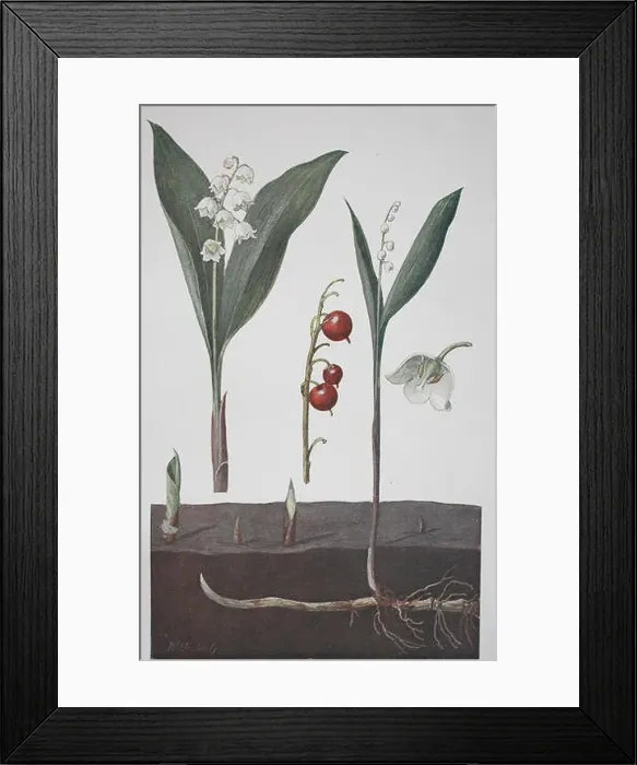 Framed Print : Lily of the valley, Convallaria majalis, historical illustration, 1880 Framed Print : Lily of the valley, Convallaria majalis, historical illustration, 1880