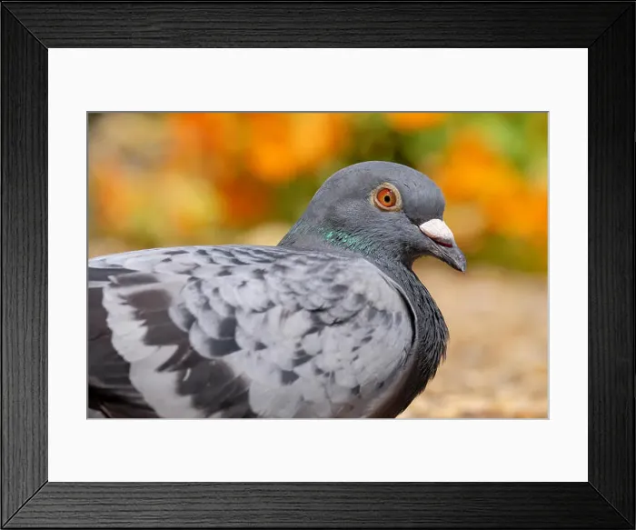 Framed Print : A pigeon resting in a colourful garden in Hampshire UK Framed Print : A pigeon resting in a colourful garden in Hampshire UK