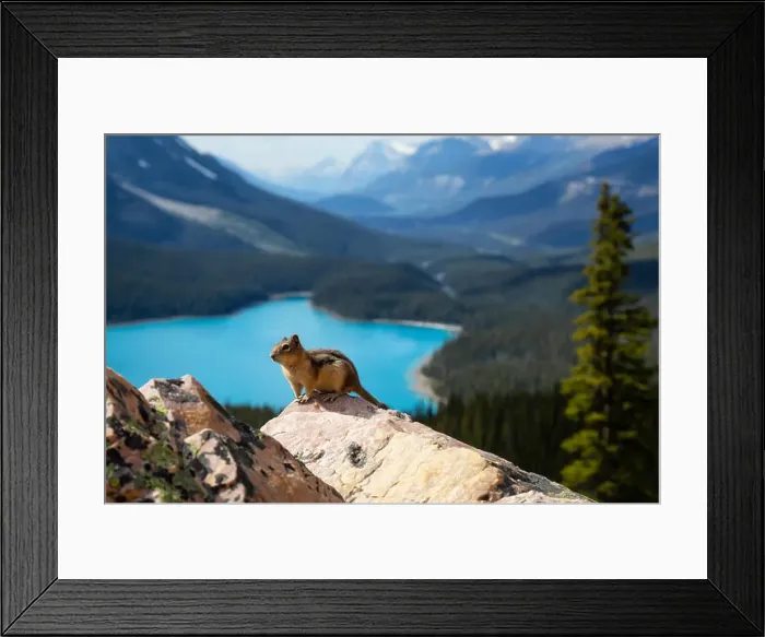 Framed Print : Chipmunk sitting on top of a rock with beautiful Canadian Rockies in the background Framed Print : Chipmunk sitting on top of a rock with beautiful Canadian Rockies in the background
