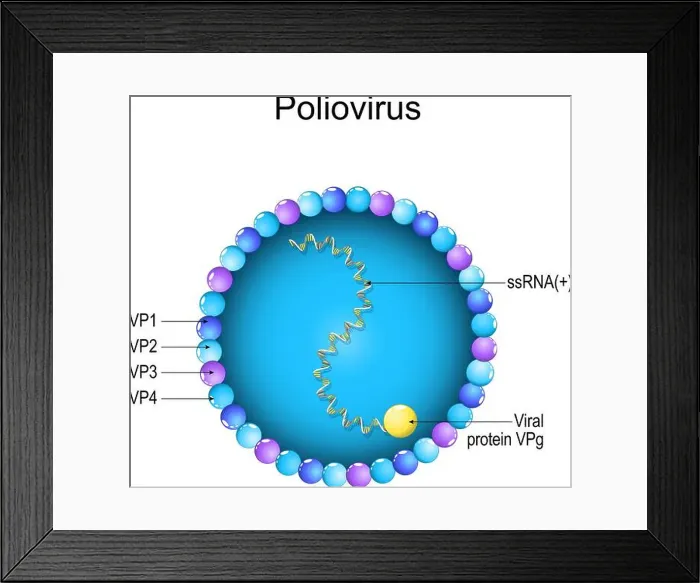 Framed Print : Poliovirus structure. Close-up of a Virion anatomy