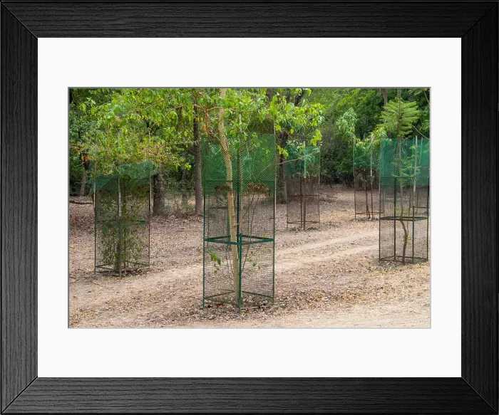 Framed Print : Tree Plant cover protect with steel Tree guard fencing net Framed Print : Tree Plant cover protect with steel Tree guard fencing net