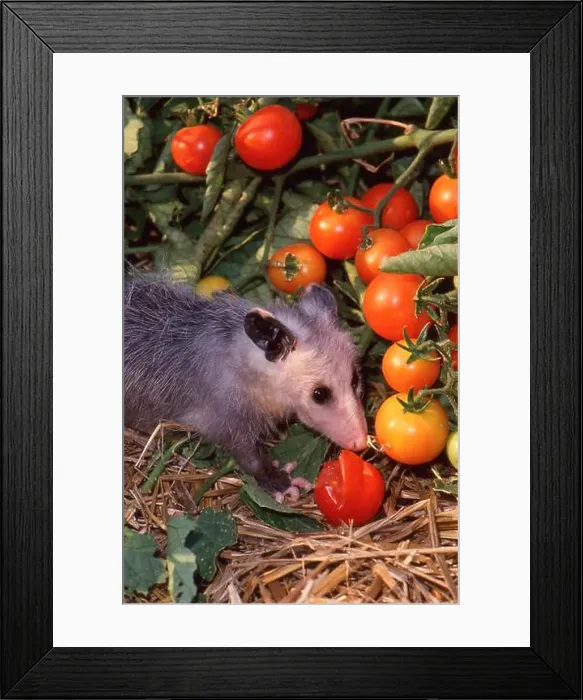 Framed Print : A Baby possum eating a cherry tomato in a home vegetable garden, Missouri, USA Framed Print : A Baby possum eating a cherry tomato in a home vegetable garden, Missouri, USA