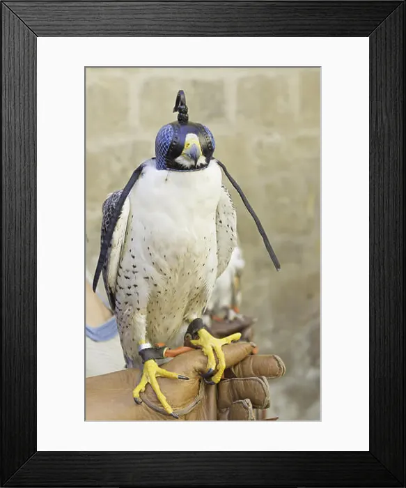 Framed Print : Eagle with her eyes covered prey in falconry show Framed Print : Eagle with her eyes covered prey in falconry show