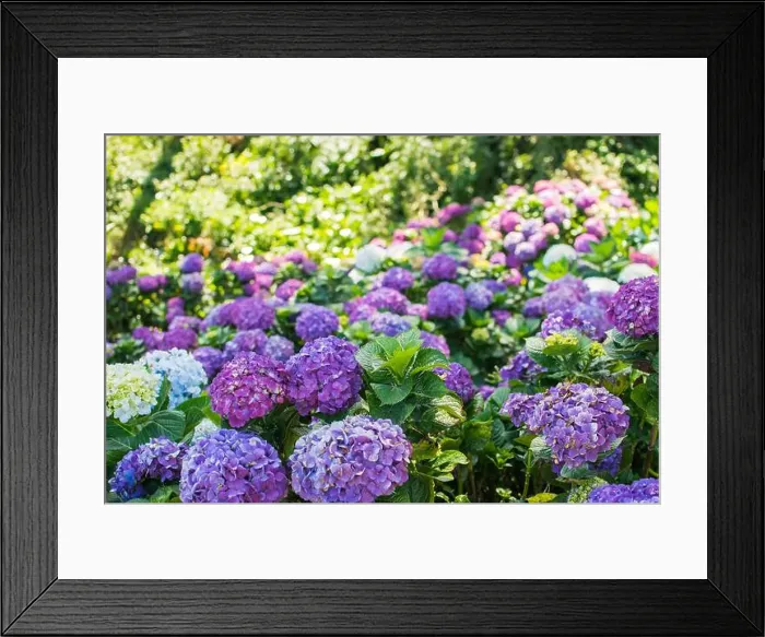 Framed Print : Flower field or farm with full of full bloomed purple Hydrangea macrophylla flower Framed Print : Flower field or farm with full of full bloomed purple Hydrangea macrophylla flower