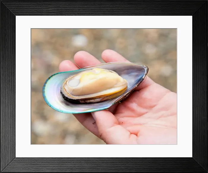 Framed Print : Hand holding freshly cooked New Zealand green-lipped mussel Framed Print : Hand holding freshly cooked New Zealand green-lipped mussel