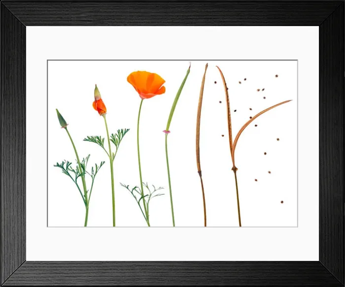 Framed Print : Eschscholzia Californica (California Poppy). Sequence showing the different stages of growth Framed Print : Eschscholzia Californica (California Poppy). Sequence showing the different stages of growth