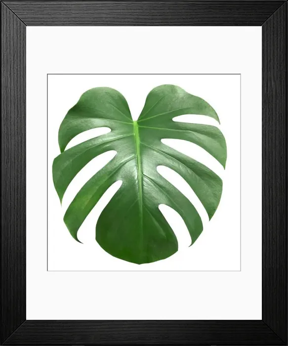 Framed Print : palm leaf isolated on the white background. Clipping path Framed Print : palm leaf isolated on the white background. Clipping path