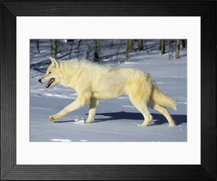 Framed Print : ARCTIC WOLF canis lupus tundrarum, ADULT WALKING IN SNOW, ALASKA Framed Print : ARCTIC WOLF canis lupus tundrarum, ADULT WALKING IN SNOW, ALASKA