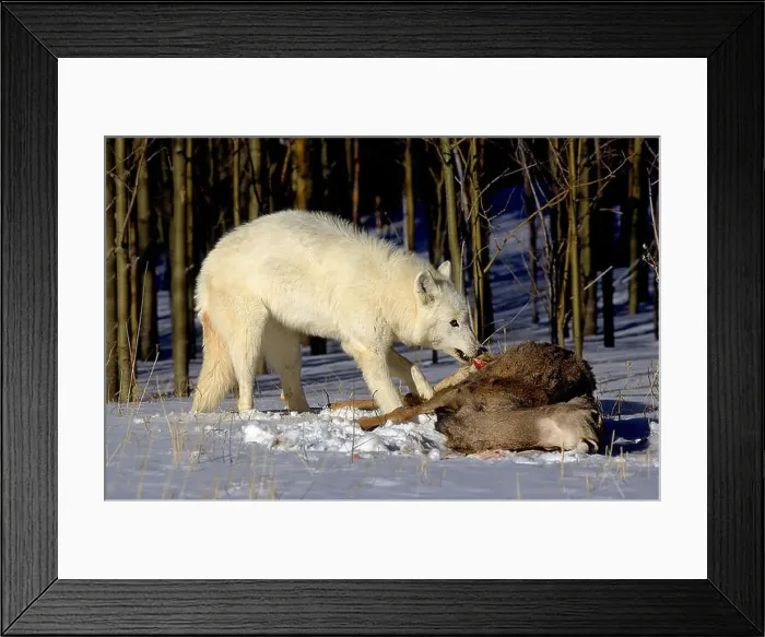 Framed Print : ARCTIC WOLF canis lupus tundrarum, ADULT EATING A ROCKY MOUNTAIN ELK, ALASKA Framed Print : ARCTIC WOLF canis lupus tundrarum, ADULT EATING A ROCKY MOUNTAIN ELK, ALASKA