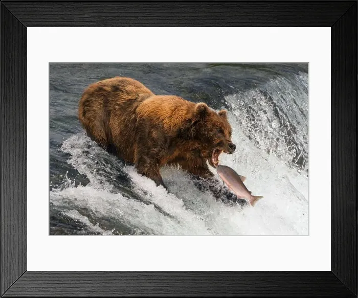 Framed Print : Bear about to catch salmon in mouth