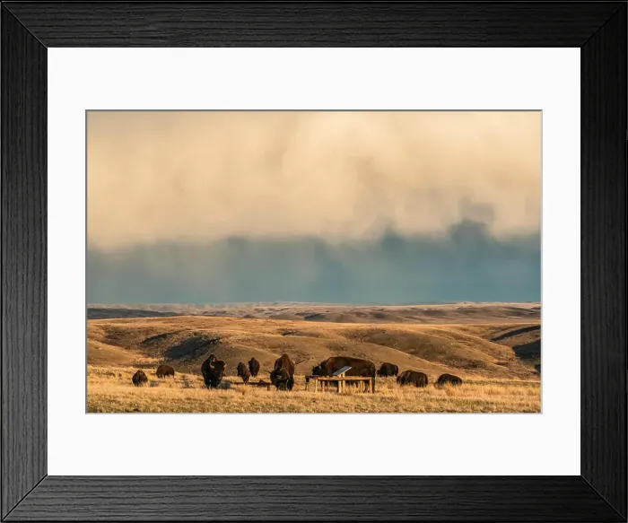 Framed Print : Bison in Grasslands National Park, Saskatchewan, under a stormy sky; Val Marie, Saskatchewan, Canada Framed Print : Bison in Grasslands National Park, Saskatchewan, under a stormy sky; Val Marie, Saskatchewan, Canada