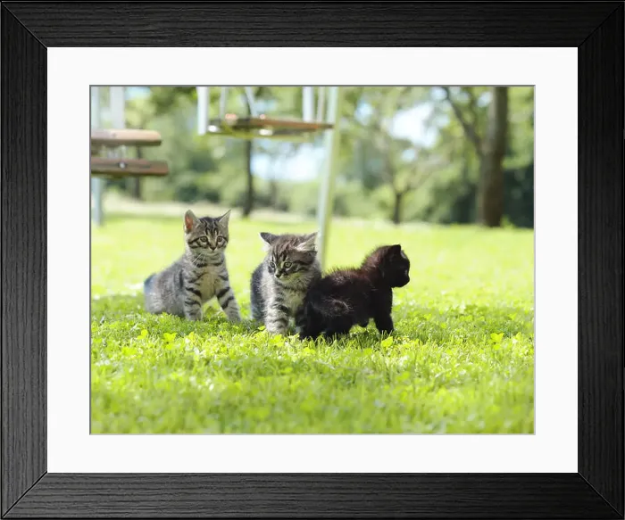 Framed Print : three kittens playing on the grass Framed Print : three kittens playing on the grass