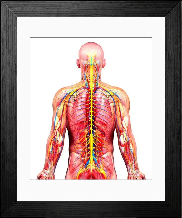 Framed Print : Male anatomy, artwork