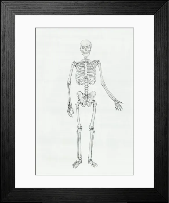 Framed Print : Human anatomy pencil drawing illustration Framed Print : Human anatomy pencil drawing illustration