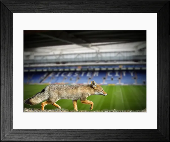 Framed Print : Blue fox leicester city football club premier league champions 2016 Framed Print : Blue fox leicester city football club premier league champions 2016