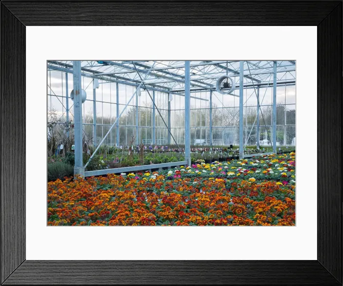 Framed Print : A wide overview of a production nursery Framed Print : A wide overview of a production nursery