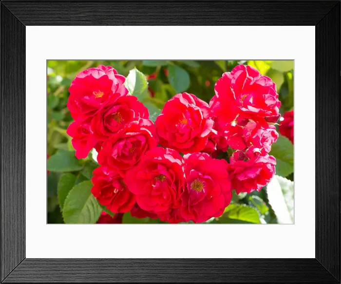 Framed Print : Red rose bushes with green leaves Framed Print : Red rose bushes with green leaves