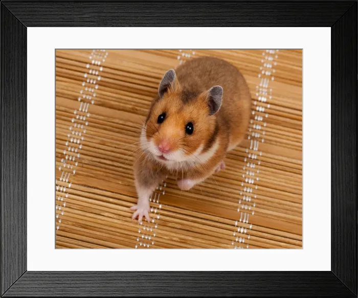 Framed Print : Golden, or Syrian Hamster, or Goldhamster (Mesocricetus auratus). The photo is made in studio Framed Print : Golden, or Syrian Hamster, or Goldhamster (Mesocricetus auratus). The photo is made in studio
