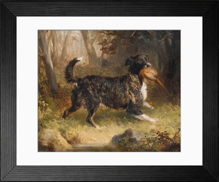 Framed Print : A Setter Retrieving a Cock Pheasant 1836 by Thomas Woodward Framed Print : A Setter Retrieving a Cock Pheasant 1836 by Thomas Woodward