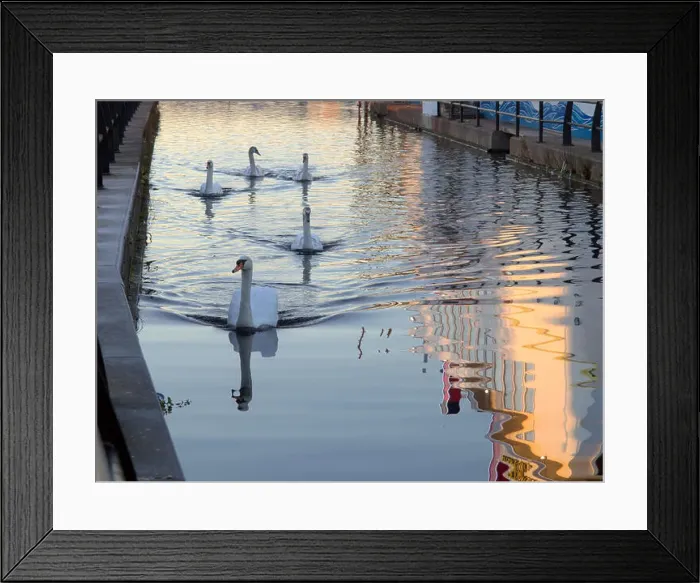 Framed Print : swans on the canal clydebank Forth and Clyde canal, Glasgow Framed Print : swans on the canal clydebank Forth and Clyde canal, Glasgow