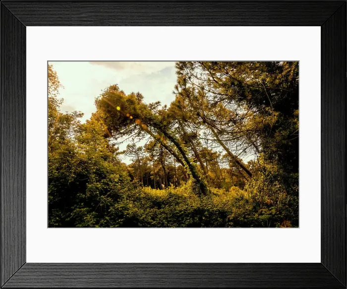Framed Print : Little pathway in a natural park close to the seacoast of the Adriatic sea Framed Print : Little pathway in a natural park close to the seacoast of the Adriatic sea