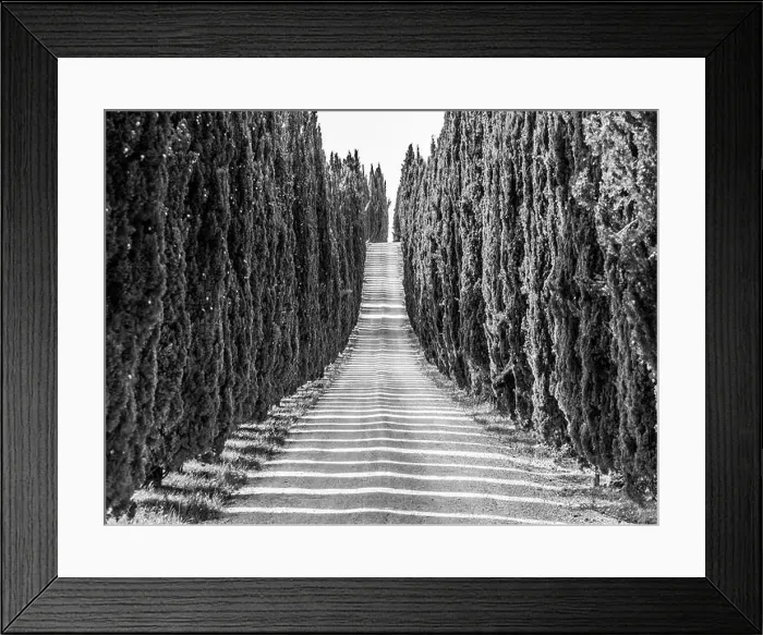 Framed Print : Cypress alley with rural country road, Tuscany, Italy. Black and white image Framed Print : Cypress alley with rural country road, Tuscany, Italy. Black and white image
