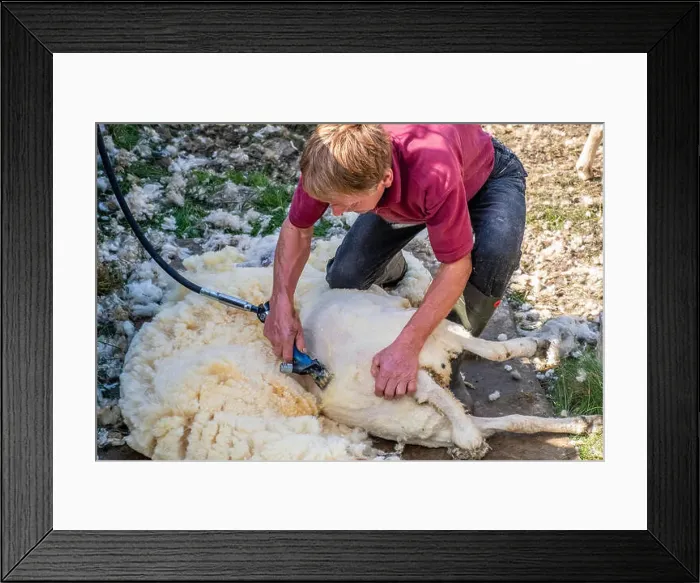 Framed Print : Sheep shearing is the process by which the woollen fleece of a sheep is cut off Framed Print : Sheep shearing is the process by which the woollen fleece of a sheep is cut off