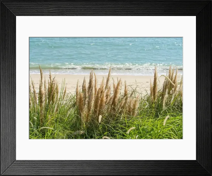 Framed Print : ocean beach scene with fluffy heads of pampas grass in foreground Framed Print : ocean beach scene with fluffy heads of pampas grass in foreground