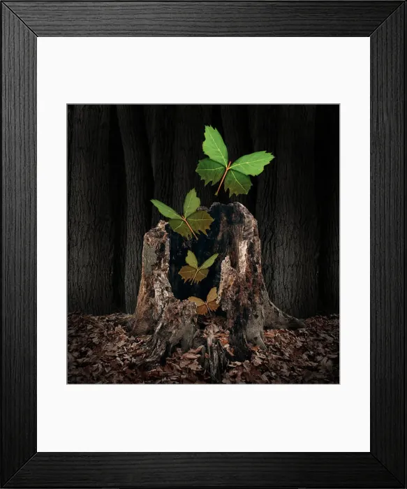 Framed Print : Afterlife and rebirth concept as a group of leaves shaped as flying butterflies rising out of a dead decaying tree Framed Print : Afterlife and rebirth concept as a group of leaves shaped as flying butterflies rising out of a dead decaying tree