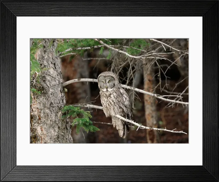 Framed Print : Stock photo of a great gray owl sitting on the limb of a pine tree, Yellowstone National Park 2009 Framed Print : Stock photo of a great gray owl sitting on the limb of a pine tree, Yellowstone National Park 2009