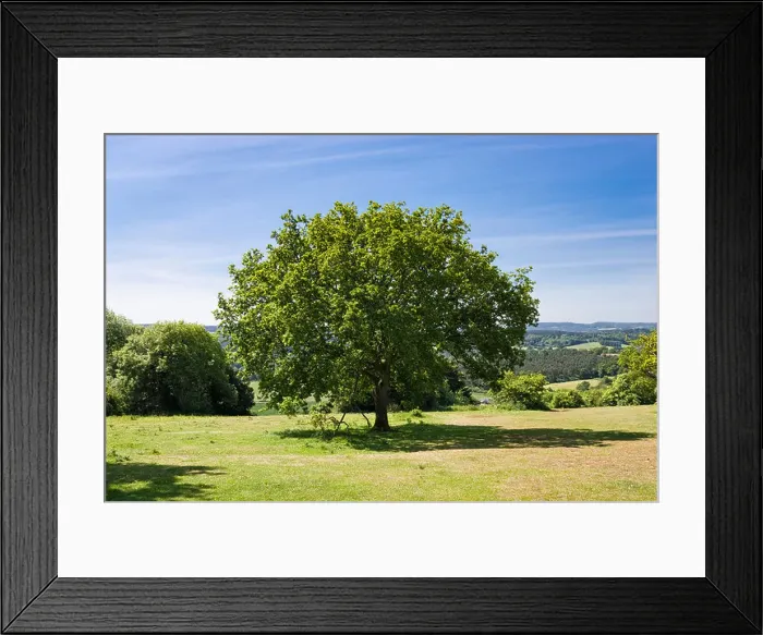 Framed Print : Oak tree at Newlands Corner, Surrey, England, UK Framed Print : Oak tree at Newlands Corner, Surrey, England, UK