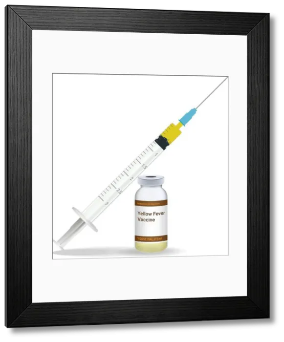 Framed Print : Immunization, Yellow Fever Vaccine Syringe With Yellow Vaccine Framed Print : Immunization, Yellow Fever Vaccine Syringe With Yellow Vaccine