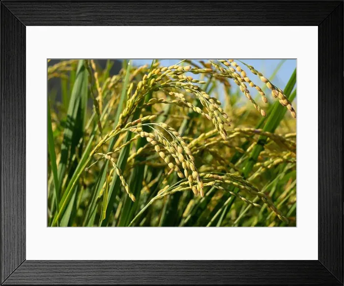 Framed Print : Ears of rice and blue sky Framed Print : Ears of rice and blue sky