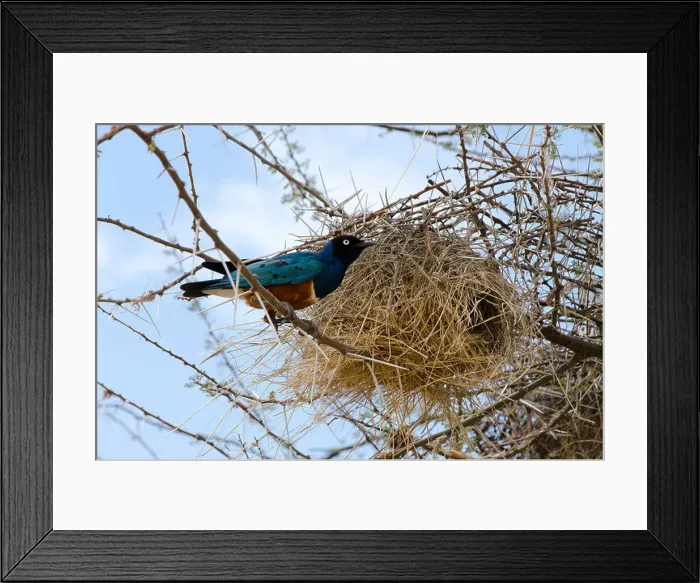 Framed Print : Superb starling about to enter a weaver's nest Framed Print : Superb starling about to enter a weaver's nest