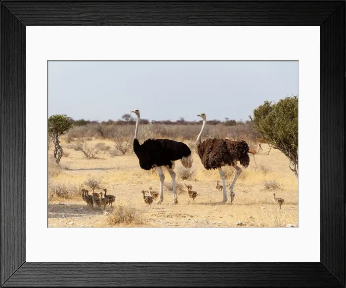 Framed Print : Family of Ostrich with chickens, Struthio camelus, in Namibia