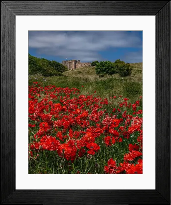 Framed Print : Bamburgh Castle and Poppies, Northumberland Framed Print : Bamburgh Castle and Poppies, Northumberland