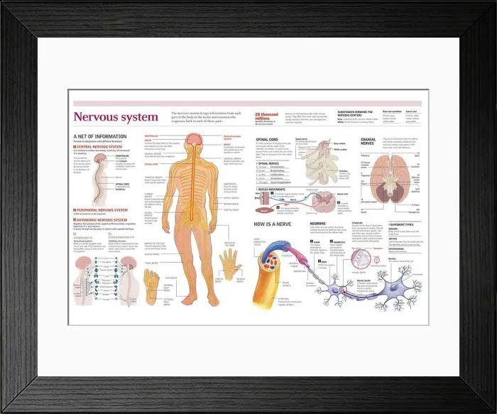 Framed Print : Infographics of the human nervous system in detail in the spinal cord Framed Print : Infographics of the human nervous system in detail in the spinal cord