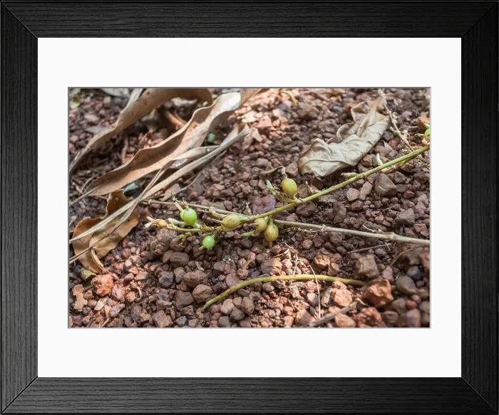 Framed Print : Cardamom plant with the unripe fruits showing, grown in a spice plantation, Goa, India Framed Print : Cardamom plant with the unripe fruits showing, grown in a spice plantation, Goa, India