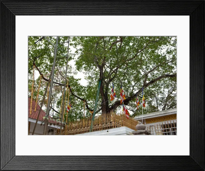 Framed Print : A view of the sacred Sri Maha Bodhi Tree in the ancient city of Anuradhapura in Sri Lanka Framed Print : A view of the sacred Sri Maha Bodhi Tree in the ancient city of Anuradhapura in Sri Lanka