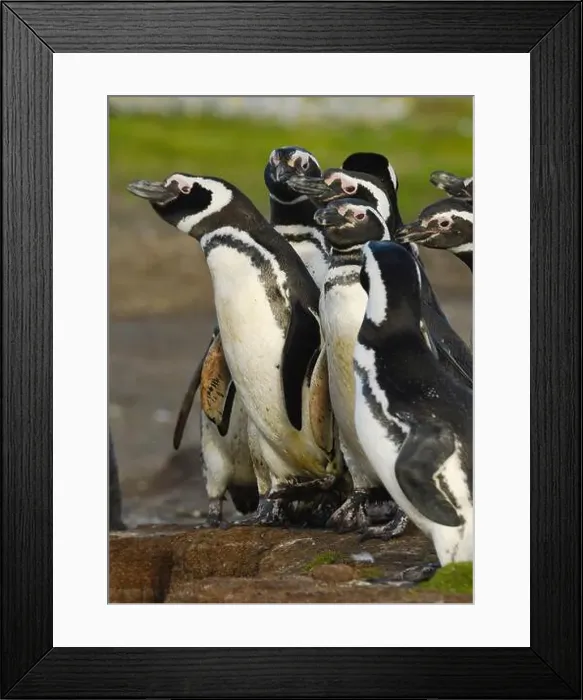 Framed Print : Magellanic Penguins, wild, Falkland Islands Framed Print : Magellanic Penguins, wild, Falkland Islands