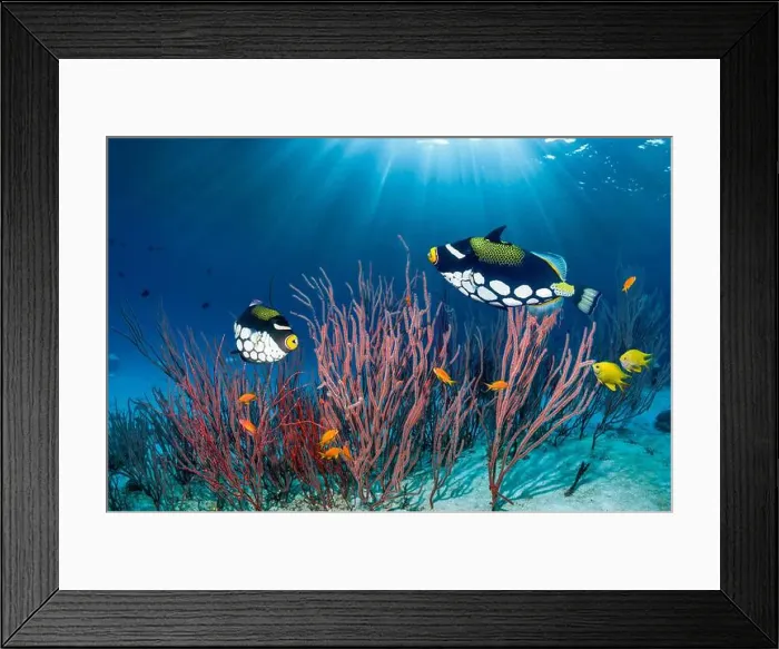 Framed Print : Clown triggerfish [Balistoides conspicillum] swimming over coral reef with gorgonian corals. Andaman Sea, Thailand