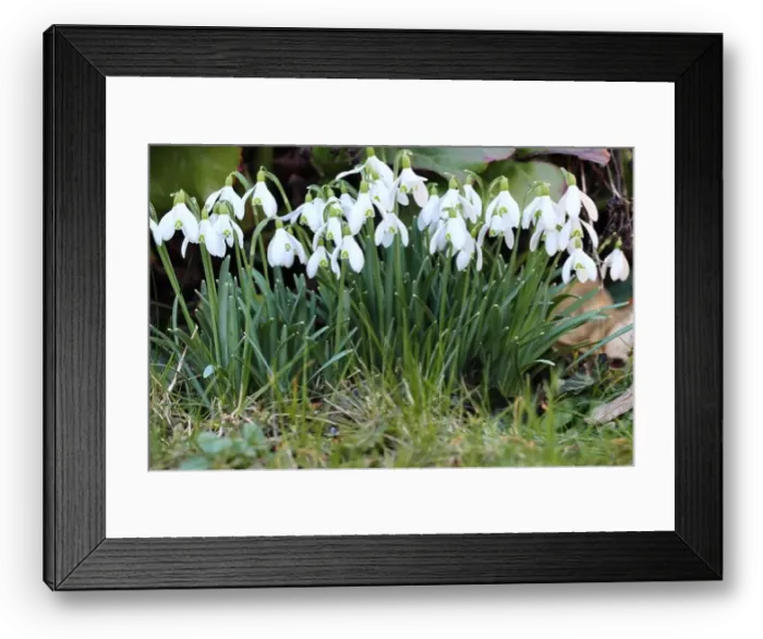 Framed Print : close-up of a group of pretty galanthus nivalis flowers in a garden Framed Print : close-up of a group of pretty galanthus nivalis flowers in a garden