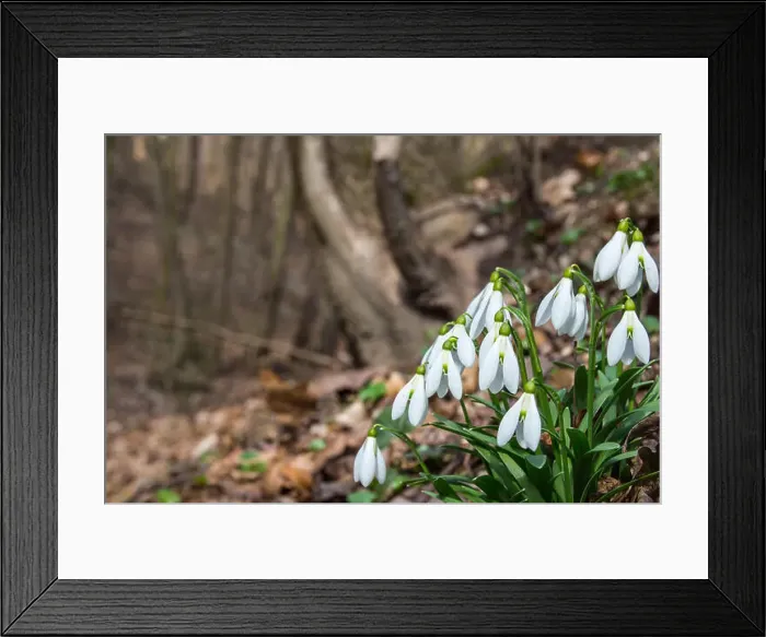 Framed Print : Snowdrop flowers in spring forest close up (Galanthus nivalis) Framed Print : Snowdrop flowers in spring forest close up (Galanthus nivalis)