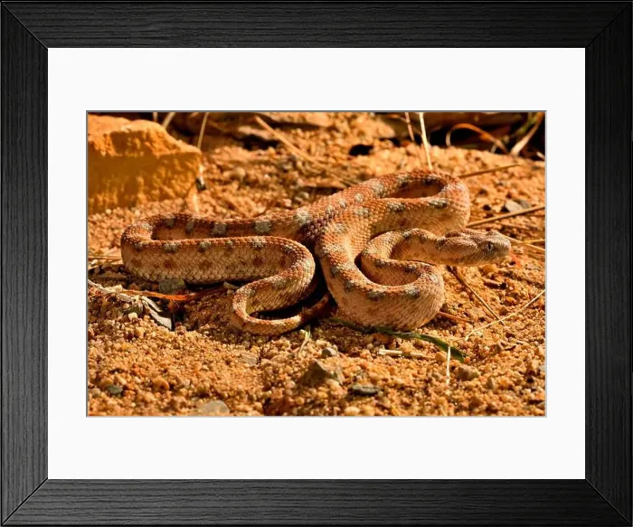 Framed Print : Saw-scaled Viper (Echis coloratus) Near East, Captivity Framed Print : Saw-scaled Viper (Echis coloratus) Near East, Captivity