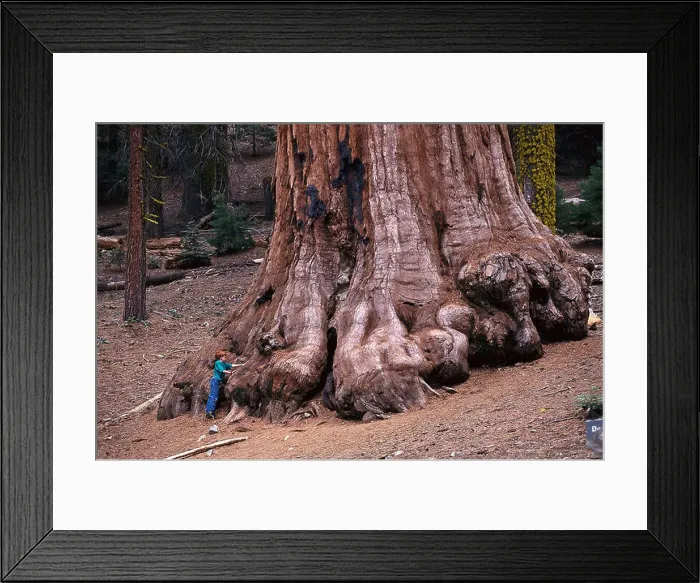 Framed Print : Boy standing next to a Giant Sequoia, Mariposa Grove, Yosemite National Park, California, USA Framed Print : Boy standing next to a Giant Sequoia, Mariposa Grove, Yosemite National Park, California, USA