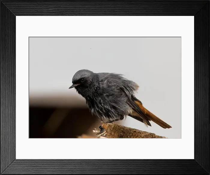 Framed Print : Wildlife birdwatching Framed Print : Wildlife birdwatching