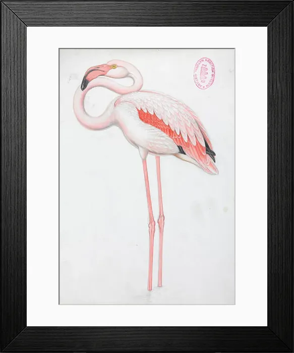 Framed Print : Phoenicopterus roseus, Greater Flamingo