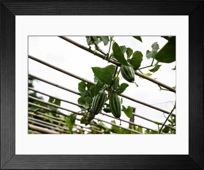 Framed Print : Farmers tie logs to their Pointed Gourd (Potol or Patol in Bengali) Framed Print : Farmers tie logs to their Pointed Gourd (Potol or Patol in Bengali)