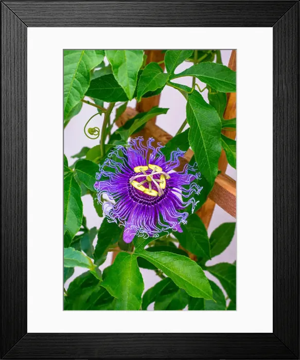Framed Print : Passion Flower (Passiflora incarnata) Framed Print : Passion Flower (Passiflora incarnata)